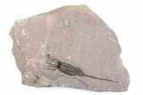 Fossil Eocrinoid (Ascocystites) - El Kaid Rami, Morocco #376541-1